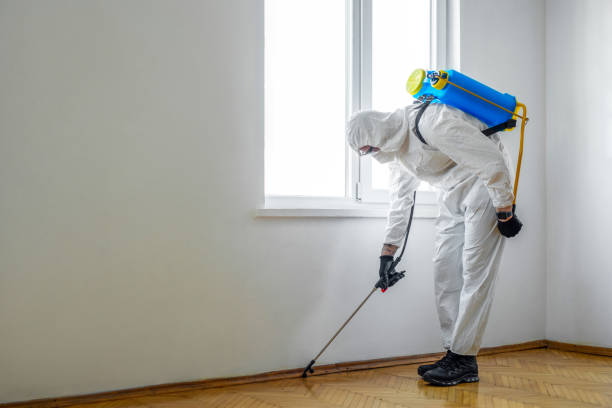 Best Wasp Removal Services  in Bear Valley Springs, CA