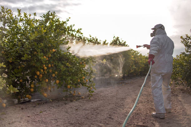 Best Ant Control Services  in Bear Valley Springs, CA